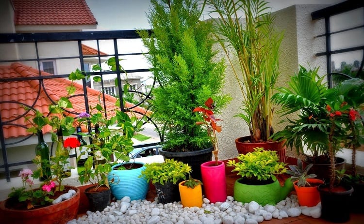 Plants In Containers
